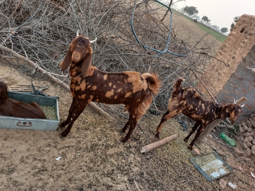 Beetal Goat — photo 3