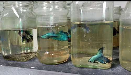 Half moon Fish — photo 2