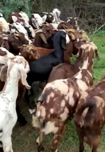 Cutting Goat  — photo 2