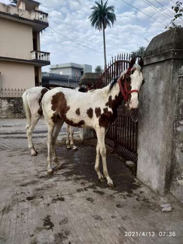 Baby horse marwadi — photo 4