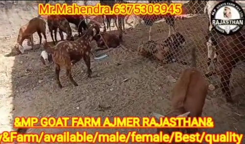 Sirohi Goat — photo 2