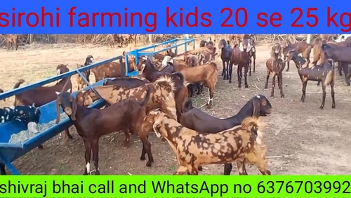Sirohi Goat
