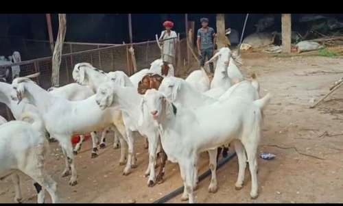 Sojat Goat — photo 2