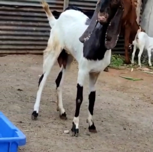 Desi Goat  — photo 3