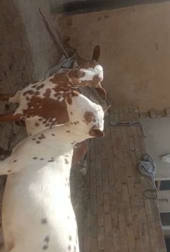 Barbari Goat — photo 2