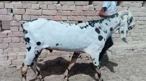 Punjabi Beetal — photo 3