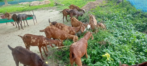 All good Sirohi — photo 2