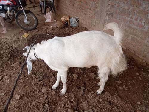 Cross Breed  — photo 3