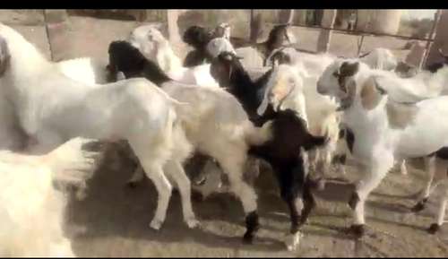 Sojat Goat — photo 2