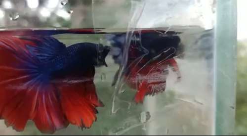 Half moon Fish — photo 2