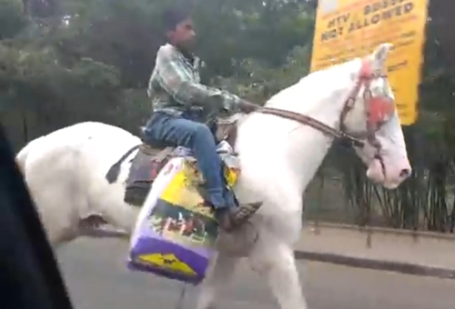 Marwari Horse — photo 2