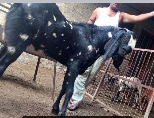 Betal breeder goat — photo 3
