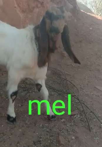 Totapari Goat — photo 5