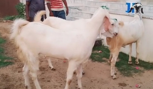 Sojat Goat — photo 2