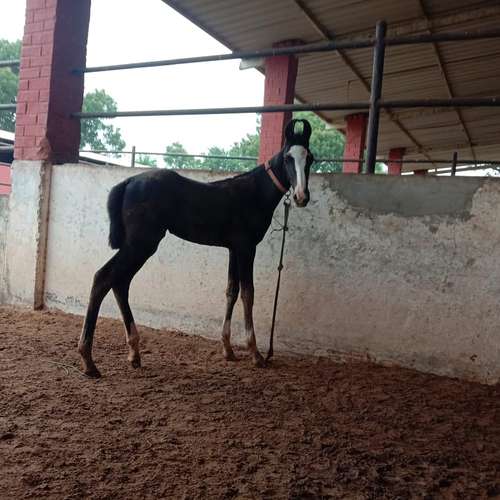 Bharvadi horse — photo 2