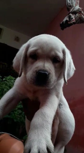 All dog breed available — photo 2