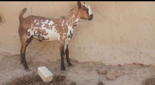 Barbari Goat
