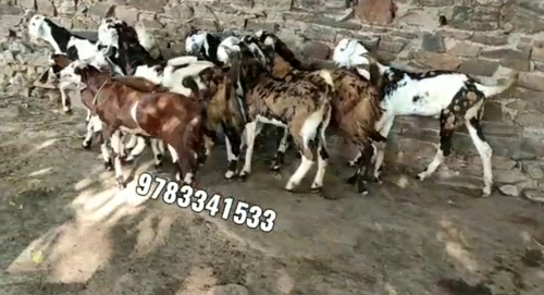 Gujri Goat — photo 2