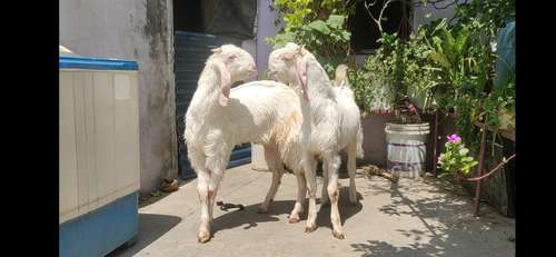 Hansa Goat (Jodi)  — photo 4
