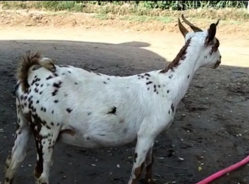All Breed Goat — photo 3