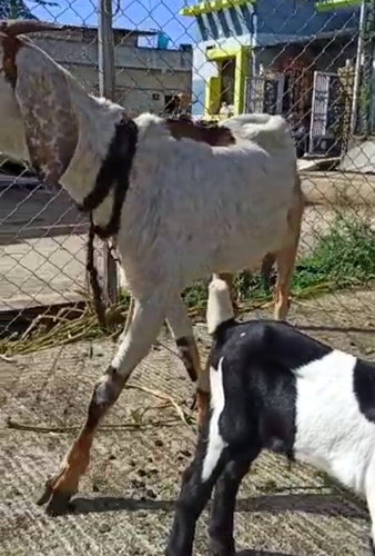 Sold out Beetal Goat — photo 2