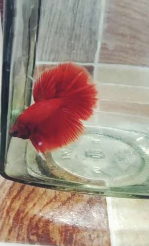 Fish — photo 3