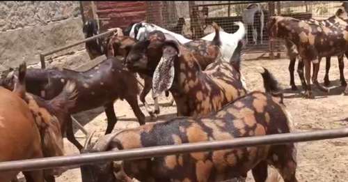 Sirohi Goat — photo 2