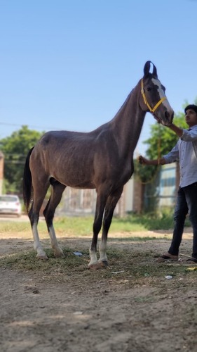 Marwari Mare — photo 5
