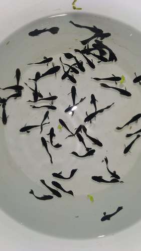 Black Guppy Fish