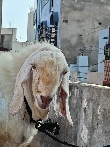Sojat aur makkachino  2 breeder goat