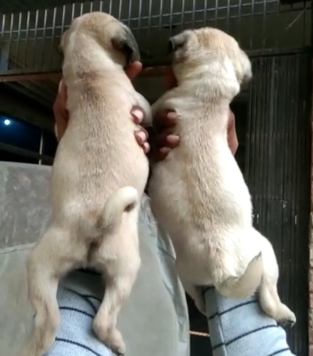 Puppy — photo 4