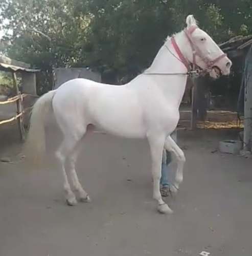 Marwadi Horse 🐎 — photo 2