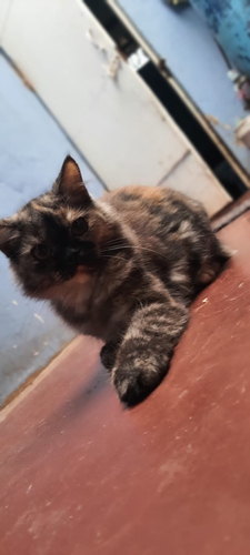Doll Face Cat — photo 3