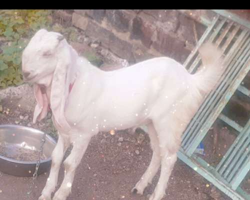 Hyderabadi Goat — photo 3