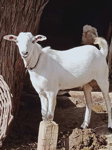 Brabari male goat