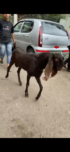 Bital goat — photo 2