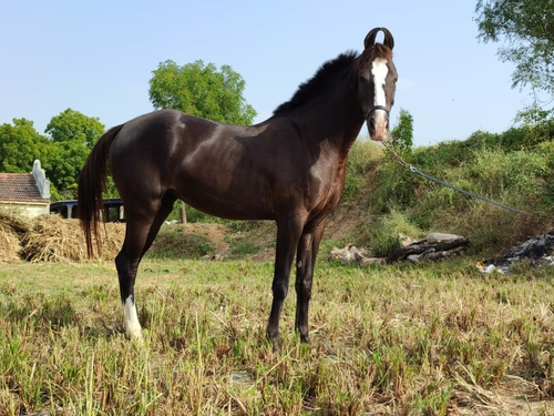 Marwari horse