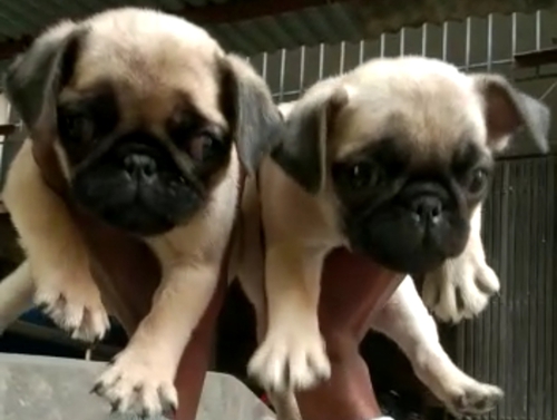 Puppy — photo 3