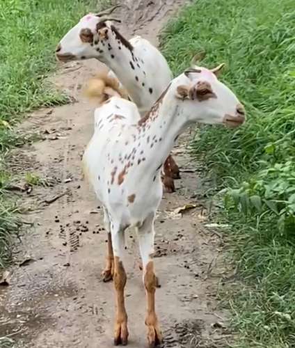 Barbari Goat — photo 3