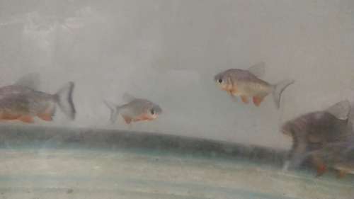Pirhana Fish — photo 3