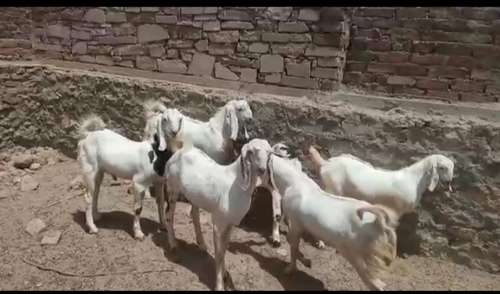 Sojat wait gulabi beker — photo 3