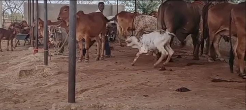 Gir Cow — photo 6