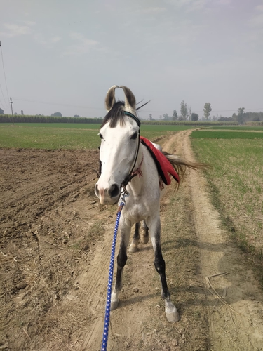 Marwari Horse — photo 6