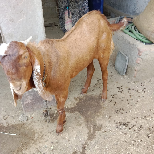 Totapuri Goat