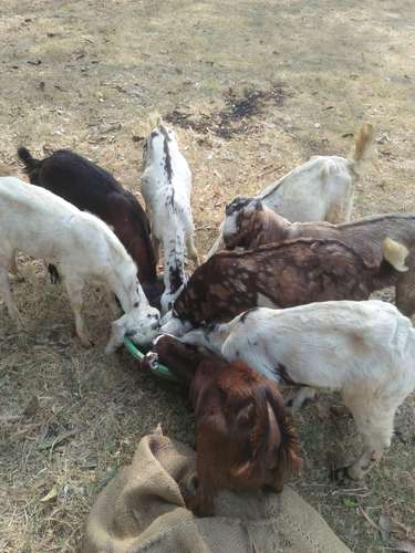 Baby Goat Toptapari, Rajasthani, Ajmeri — photo 2