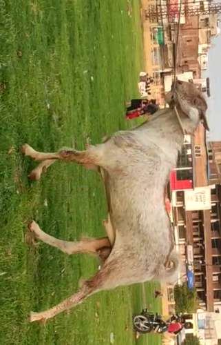 Goat — photo 5