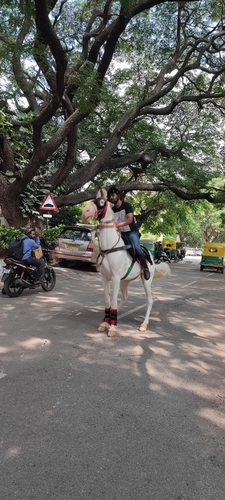 Marawadi horse — photo 3