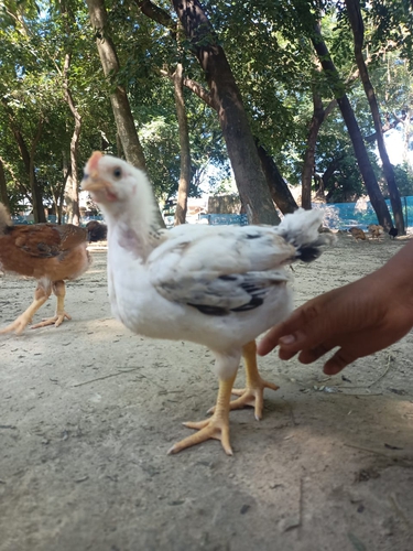 Chuje desi  — photo 3