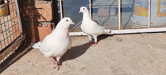 White piegeons