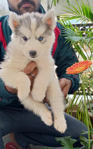 Husky Puppy
